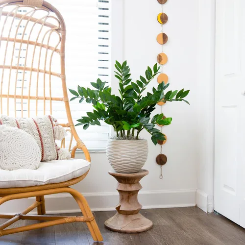 Vista 4 de Nearly Natural - Planta artificial ZZ de 28 pulgadas, planta Zamioculcas con maceta decorativa