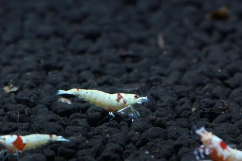 Vista 9 de Camarones vivos para acuario de agua dulce - Caridina (Black King Kong, 5 unidades)