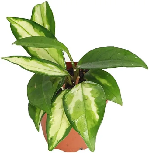 Vista 7 de Hoya - Cuerda hindú abigarrada, variedad rara, 2.5 pulgadas de California Tropicals