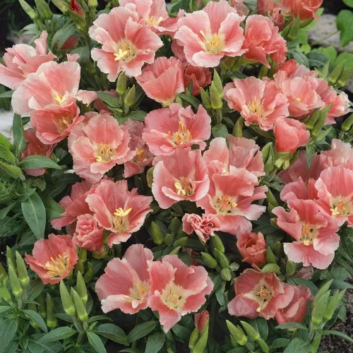 Vista 9 de Outsidepride 5000 semillas anuales Godetia Orange Glory Flower Seeds para plantar