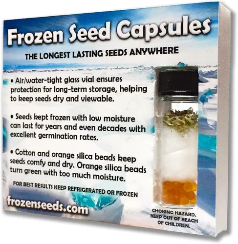 Vista 2 de Baikal Scullcap Seeds (Scutellaria baicalensis) Más de 20 semillas de hierbas medicinales en cápsulas de semillas congeladas para el jardinero