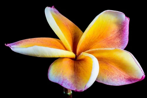Vista 6 de Semillas de Plumeria de Colores Mixtos - Flor Lei Frangipani Mix Rosa Rojo Amarillo Blanco Jocad (10 Semillas)