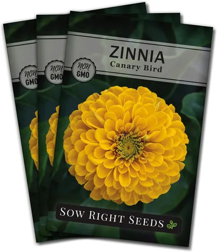 Vista 8 de Sow Right Seeds - Semillas de zinnia de ave canaria para plantar - Paquete de reliquia sin OMG para plantar y cultivar - Flores anuales amarillas
