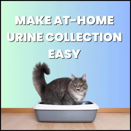 Vista 3 de Creative Science Nosorb - Arena para gatos no absorbente 6 onzas Recoge fácilmente muestras de orina de gatos