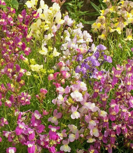 Vista 4 de Toadflax Wildflower 7,500 Semillas (Linaria maroccana) Heirloom - Sin OGM - Polinizado abierto