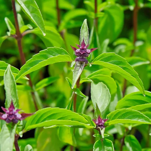 Vista 6 de Seed Needs Semillas de albahaca para plantar hierbas de albahaca tailandesa, reliquia sin OMG y sin tratar, cultiva un jardín de hierbas culinarias