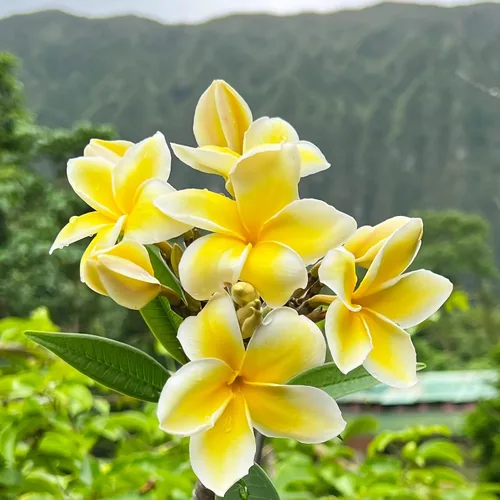 Vista 8 de Corte de plumeria hawaiana amarilla de 10 pulgadas
