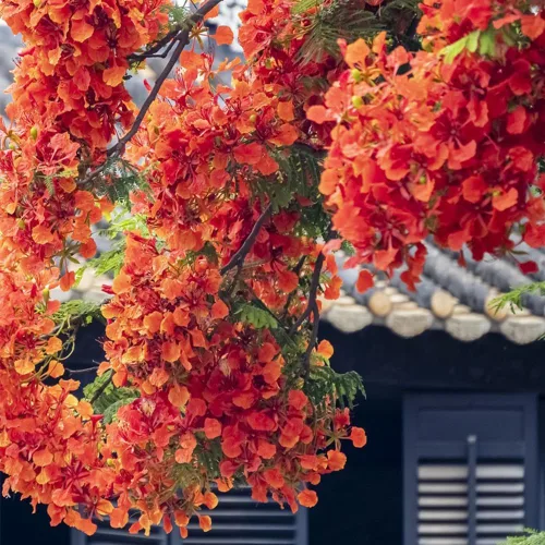 Vista 4 de 30 semillas de árbol Royal Poinciana, semillas de árbol bonsái Delonix Regia, semillas de árbol ornamental exótico para jardín, paisajismo y cultivo