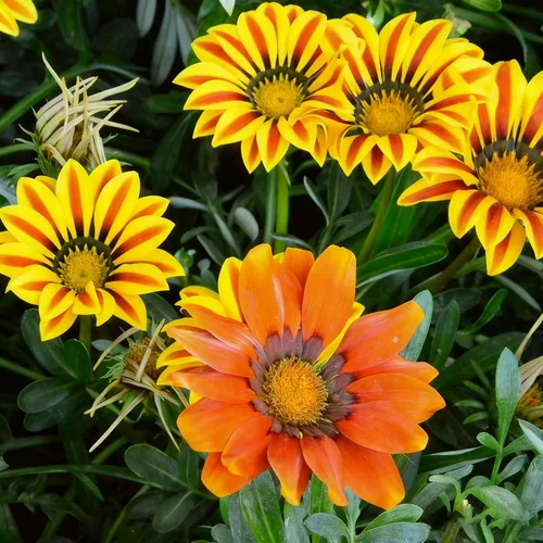 Vista 6 de Gazania - Semillas de margaritas para plantar, más de 100 semillas mixtas de Gazania, flor perenne, semillas de Gazania sin OMG para jardín y hogar