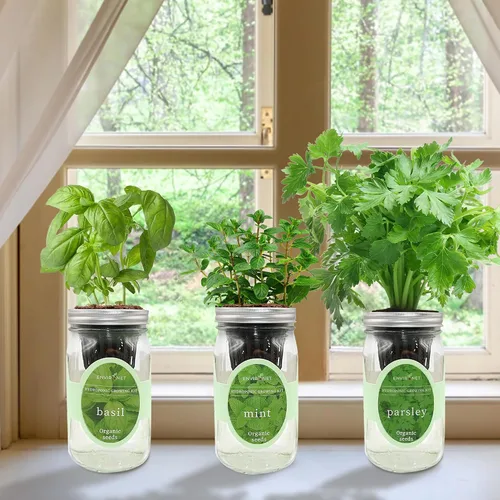 Vista 7 de Kit de cultivo de hierbas hidropónicas, kit de inicio de jardín de hierbas con riego automático en tarro de masón para interiores, jardín de hierbas