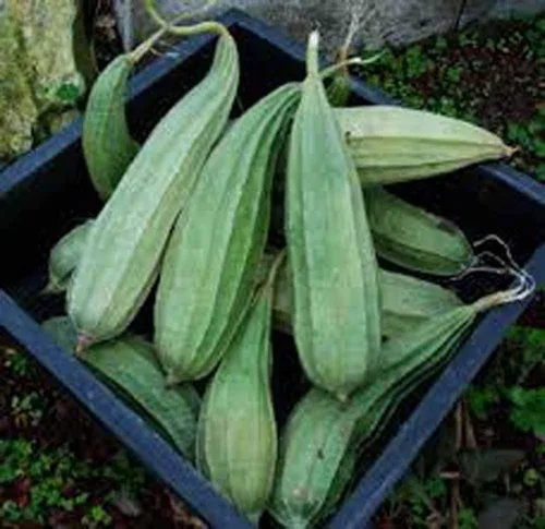 Vista 3 de Semillas de calabaza Luffa, semillas de esponja de calabaza Luffa, 100 semillas, sin OMG, cultiva tus propias calabazas Luffa y descubre aún más