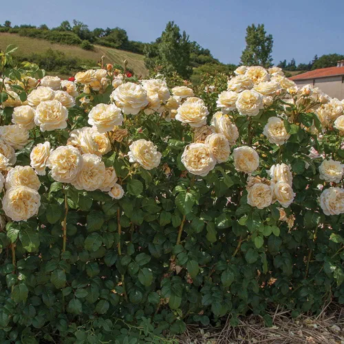 Vista 5 de Rosas de té híbridas de reliquia, planta de raíz propia viva para jardín al aire libre, Moonlight Romantica®, muy fragantes, zonas de rusticidad
