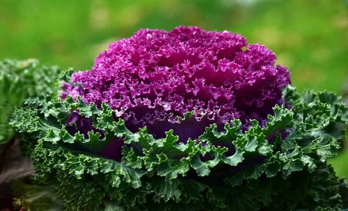 Vista 2 de Semillas Floración Kale Mezcla con Flecos - Vegetales de reliquia - Libre de OGM