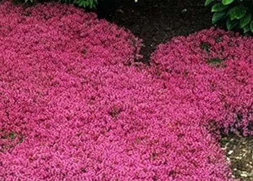 Vista 3 de 1000 semillas de tomillo rastrero – Thymus Serpyllum– cubierta perenne para tierra