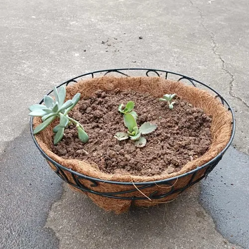 Vista 3 de Joen Forro redondo de repuesto de fibra de coco de 14 pulgadas para cesta colgante (3 piezas)