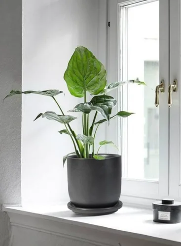 Vista 2 de Serene Spaces Living Maceta grande de cerámica negra mate con agujeros de drenaje y platillo para plantas y flores, macetas decorativas