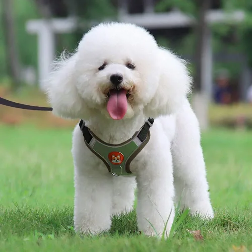 Vista 6 de Arnés para perros, chaleco y correa antiescape para el pecho de gato, collar para mascotas para razas pequeñas, accesorios para perros, bulldog