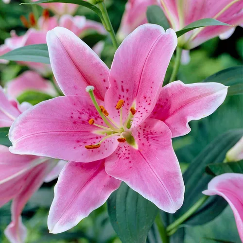 Vista 2 de Easy to Grow Lilium Oriental Lily 'Sorbonne' - Bulbos de plantas (paquete de 3) – Floración fragante rosa brillante en jardines de verano