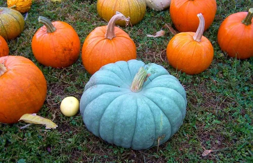 Vista 7 de Semillas Raras Calabaza Queensland Blue Gigante Vegetal para Plantar No GMO