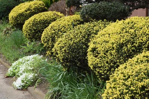 Vista 2 de 30 semillas de tejo japonés - Taxus cuspidata- Arbusto de hoja perenne con frutos rojos brillantes