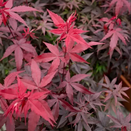 Vista 2 de 25pcs rojo japonés árbol de arce semillas Acer Palmatum Atropurpureum