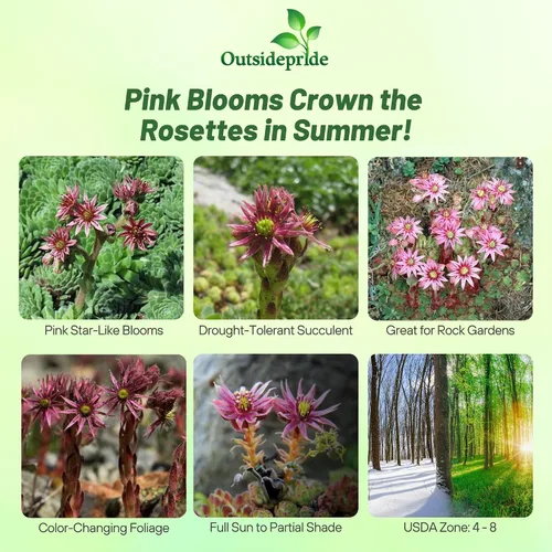 Vista 2 de Outsidepride Montanum Sempervivum Seeds - 500 semillas de flores perennes con larga temporada de floración y atractivas para los polinizadores