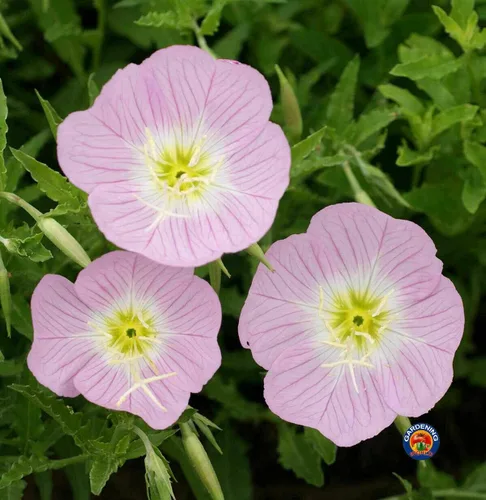Vista 3 de Onagra Rosa Señoras Semillas de Flor Speciosa (1000)