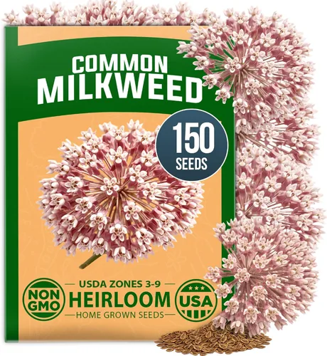 Vista 129 de HOME GROWN Bachelor Button Tall Mix 700+ Semillas de flores Centaurea
