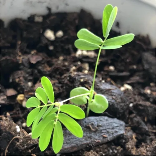 Vista 7 de Seed Needs Semillas de mimosa para plantar plantas sensibles Flores anuales 1 paquete
