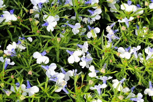 Vista 7 de 200 semillas de flores Blue Splash Lobelia Regatta Erinus