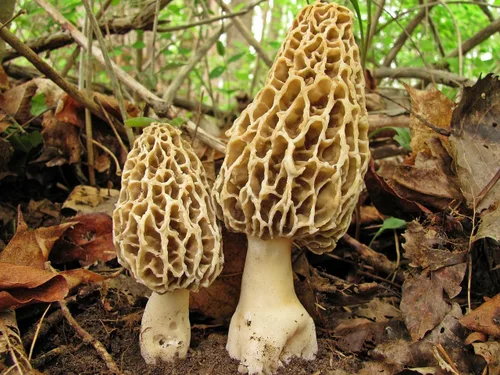 Vista 2 de Esporas de hongos Morel - reliquia - Sin OMG