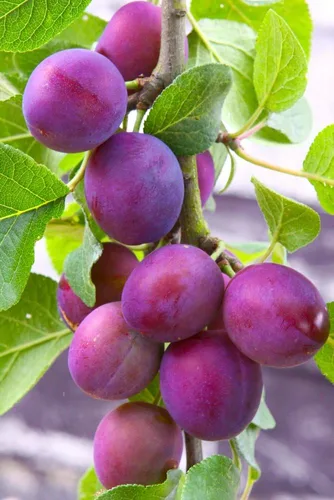 Vista 19 de Semillas de frutas para plantar - Semillas de frutas de jardín (caqui americano - 10 semillas)