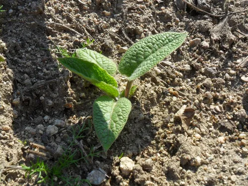 Vista 2 de Tres esquejes de raíz de consuelda rusa - Cultivar Bocking 14 - Comfrey - Knitbone de Yumheart Gardens (3)