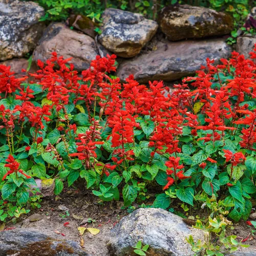 Vista 9 de Outsidepride Salvia Coccinea - Semillas de salvia escarlata para plantar, 5000 piezas de semillas de flores silvestres perennes, tolerantes al calor