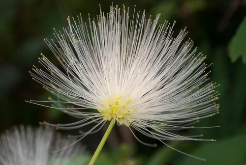 Vista 3 de 20 ÁRBOL DE LA Lengua De MUJER Blanco Mimosa Néctar Flor Albizia Lebbeck Semillas De Leguminosas