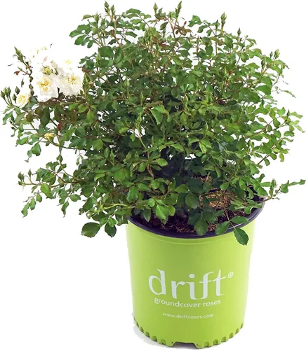 Vista 10 de Drift Roses - Rosa Apricot Drift (Rosa), flores de albaricoque dobles, #2 - Contenedor