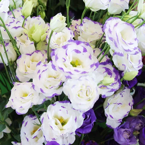 Vista 2 de Más de 1000 semillas dobles de Lisianthus para plantar, semillas anuales de flores dobles de Lisianthus sin OMG