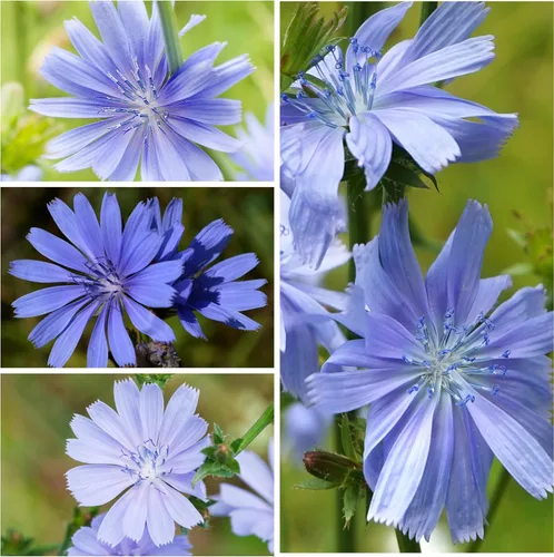 Vista 3 de Seed Needs - Semillas de achicoria para plantar flores azules de diente de león italiano, 1 paquete