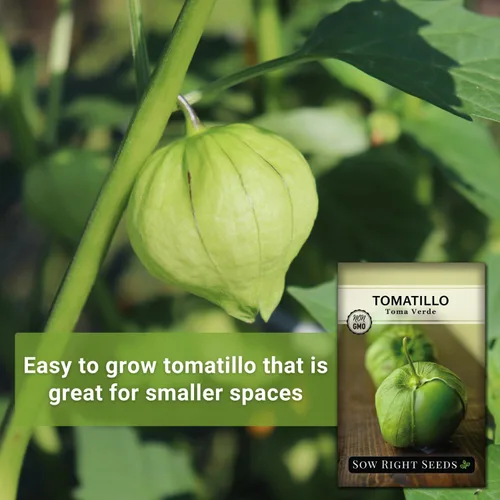 Vista 3 de Sow Right Seeds - Semillas de tomatillo Toma Verde para plantar - Paquete de reliquia sin OMG con instrucciones para plantar un huerto casero
