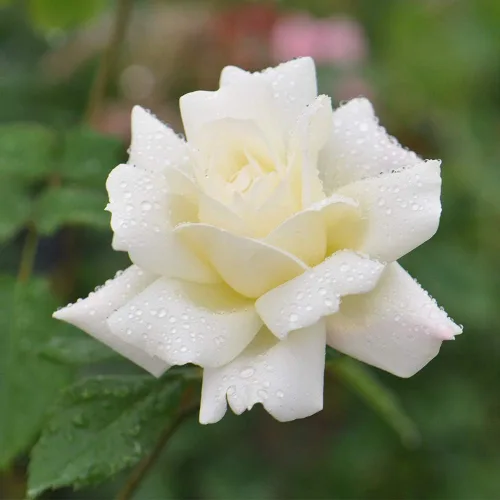 Vista 12 de Rosas resistentes de reliquia, planta de raíz propia, Hawkeye Belle Blanco cremoso con bordes rosados
