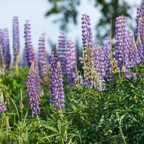 Vista 2 de Seed Needs Semillas silvestres perennes de altramuces para plantar reliquias y flores polinizadas abiertas, flores atractivas perfectas para un