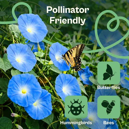 Vista 4 de SVI 250 Heavenly Blue Morning Glory Heirloom Flower Seeds, Ipomoea Tricolor