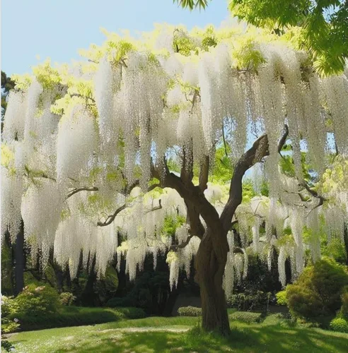 Vista 6 de White Wisteria Vine - Planta viva fragante de 1 año en maceta - Imán de colibrí