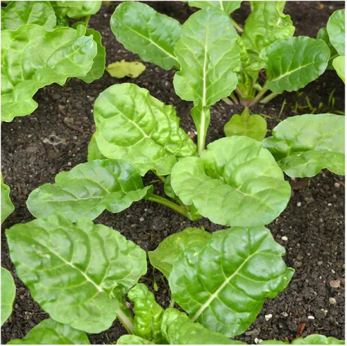 Vista 3 de Everwilde Farms - Semillas de acelgas Fordhook de 1 onza - Gold Vault