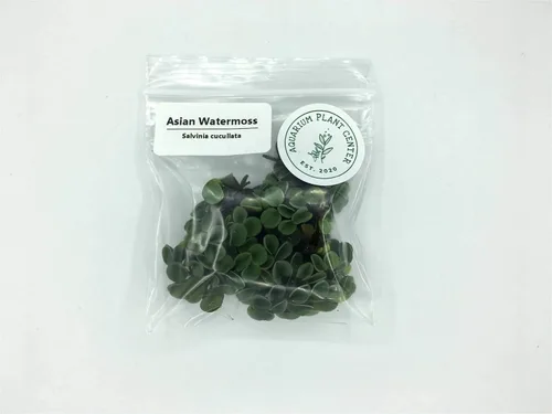 Vista 4 de Musgo de agua asiático, Salvinia cucullata, acuario vivo/acuático/de agua dulce/planta flotante/estanque, tanque plantado, paisaje acuático por