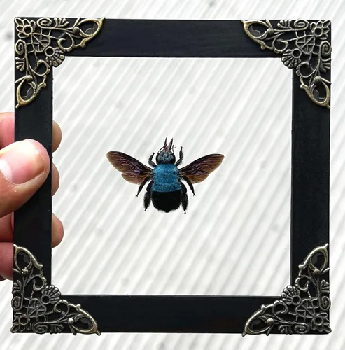 Vista 87 de 2 Real Dragonfly Specimens Shadow Box Framed Insect Display Oddities Curiosities Entomology Collection Natural History Wall Decor Gift for Nature