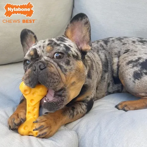 Vista 7 de Nylabone Paquete de juguetes masticables de potencia, juguetes para perros para masticadores agresivos, paquete de 3 Dog chews toys for small dogs
