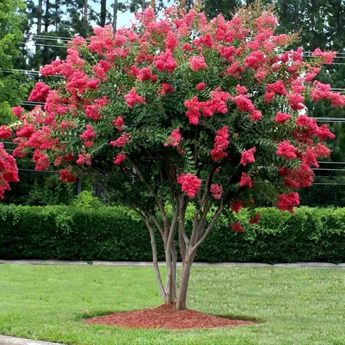 Vista 2 de Cangrejo mirto Tuscarora planta 1 maceta grande de tamaño galón comercial Lagerstroemia Indica Árbol de flores ornamentales Plantas