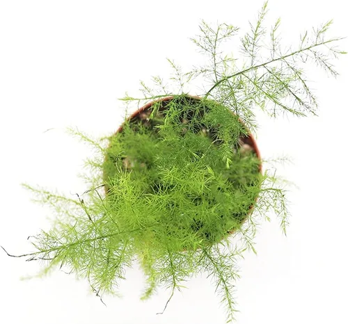 Vista 2 de Helecho Plumosa - 3'' de California Tropicals