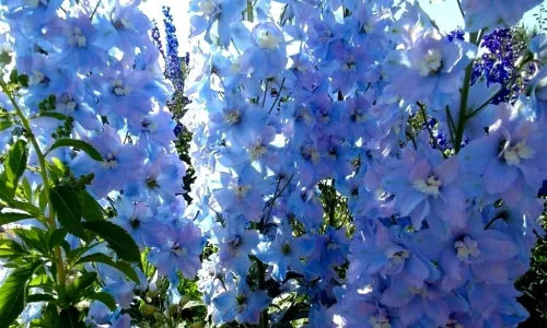 Vista 5 de Blue Delphinium Larkspur - Semillas de flores altas variadas de más de 30 semillas sin OMG para cultivar